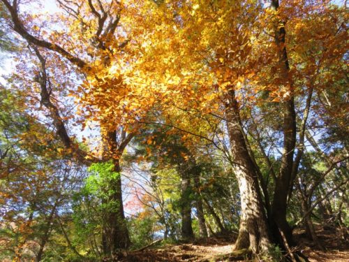 雲取山の紅葉が見ごろ