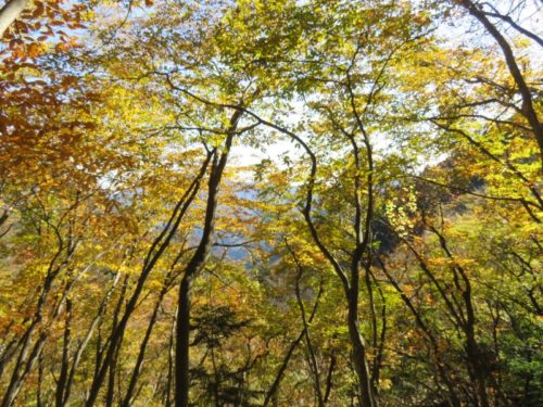 雲取山の11月の紅葉
