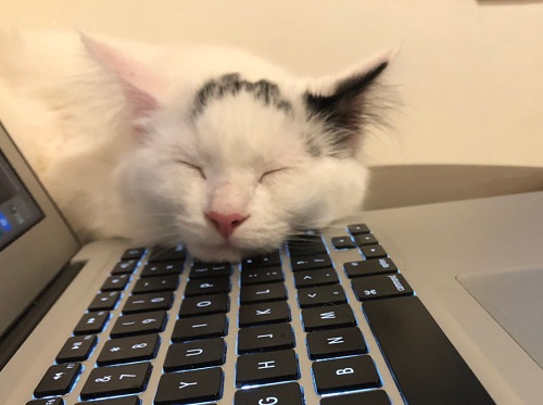 cat_sleepy_mac