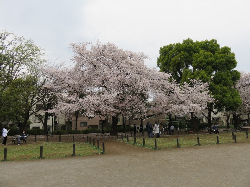 板橋区立平和公園の桜