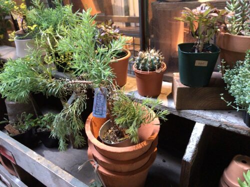 ルートブックスで植物を購入